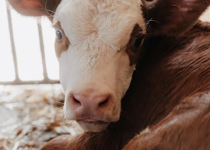 Spreitzhof&appartement Royer 3*